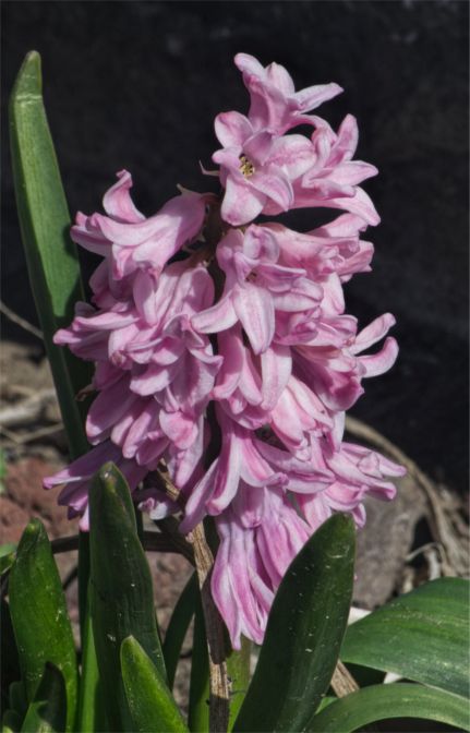 Hyacinth- feb 27.jpg